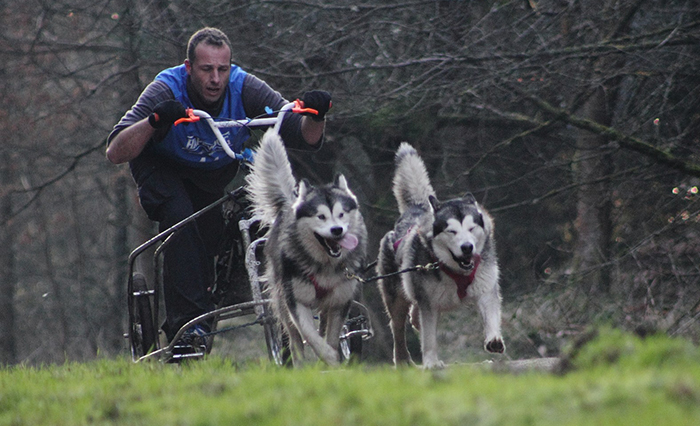 Lapema working dogs